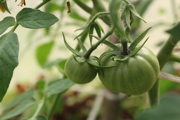 green tomatoes on the branches in the greenhouse
