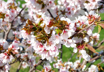 The blossoming cherry sakura of the Chishima variety on the background of green grass in spring.