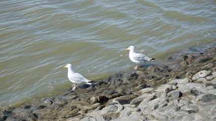 Möwen an der Nordsee