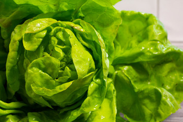 Detail lettuce salad with white tiles in the background. Healthy, fresh, tasty, homemade lettuce from the garden.