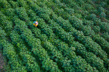 tapioca farm and farmer are spraying kill grass in agricultural farmland