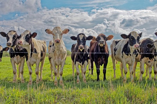 Row of calves standing in a field, East Frisia, Lower Saxony, Germany