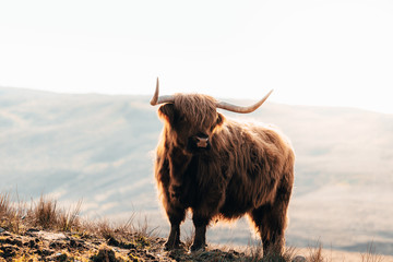 Highland Cow in Isle of Skye, Scotland.