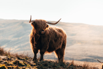 Vache Highland à l& 39 île de Skye, en Écosse.