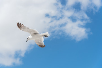 Large white seagull soaring against cloud blue sky on sunny summer day