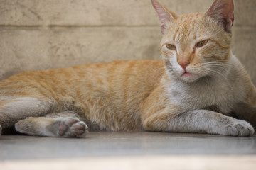 A Portrait of a Cat sitting Calmly and looking away