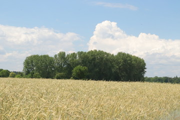 Getreidefeld in Baden-Würtemberg, Deutschland