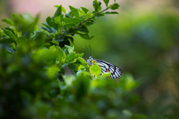 Beautiful Portrait of  The Indian Jezebel Butterfly on the Flower Plants in a soft green blurry background during Spring Season