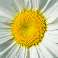 Beautiful forest daisy close up macro. Close up of a beautiful forest daisy