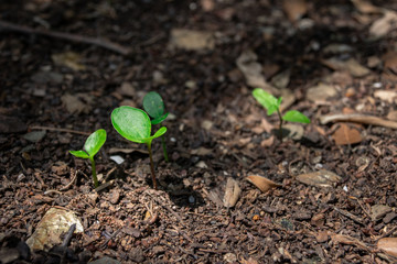 Growing Sprout - Beginning of a new life