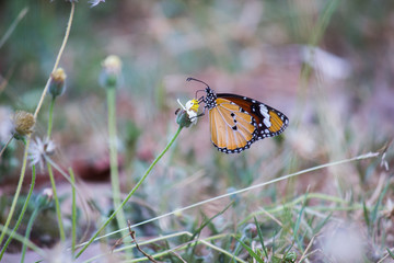   Beautiful Portrait of The Plain Tiger Butterfly on the Flower Plants in a soft green blurry background during Spring Season