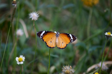   Beautiful Portrait of The Plain Tiger Butterfly on the Flower Plants in a soft green blurry background during Spring Season