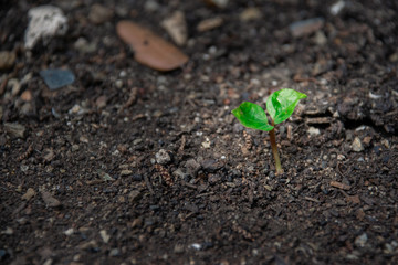 Growing Sprout - Beginning of a new life