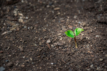 Growing Sprout - Beginning of a new life
