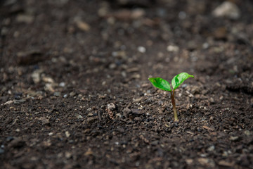Growing Sprout - Beginning of a new life