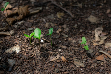 Growing Sprout - Beginning of a new life