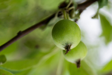 green young apples grow on a branch in the garden