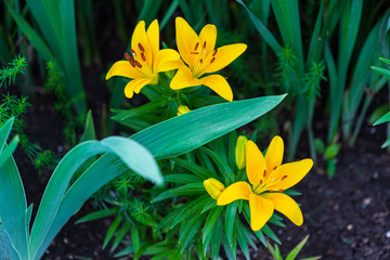 wide view of three yellow lilies blooming in the morning sun