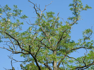 The branches of acacia with flowers against a cloudless blue spring sky