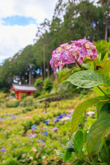 紫色の綺麗なアジサイ