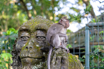 Obraz premium Portrait of a monkey sitting on a stone sculpture of a monkey at sacred monkey forest in Ubud, island Bali, Indonesia . Closeup