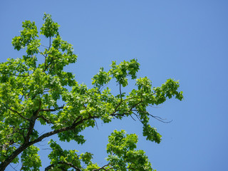 A branch of oak with bright green leaves against a blue summer sky in the park