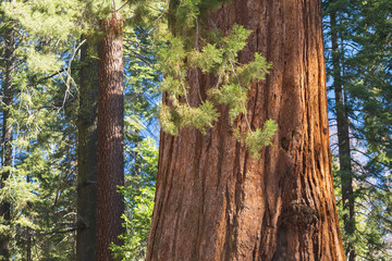 Fototapeta premium Giant Sequoias Forest. Sequoia National Park in California Sierra Nevada Mountains, United States. Classic view of famous giant sequoia trees, also known as giant redwoods or Sierra redwoods