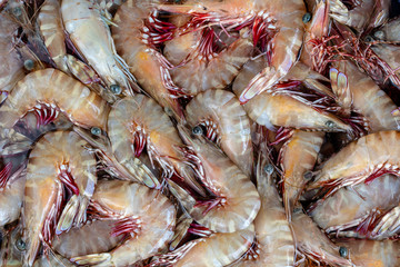 Sea fresh shrimps at street market in Thailand. Seafood concept.