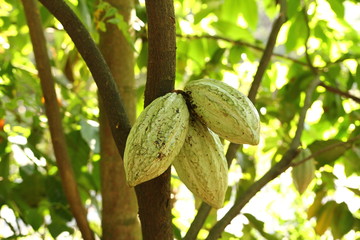 Superfood - Theobroma Cocoa - green fruits on tree in farm