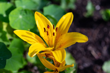Obraz premium close-up view of a yellow lily blossom in the morning sun