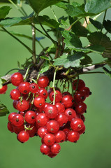On the bush berries are ripe redcurrant