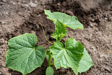 young plants in the garden