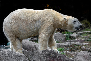 Polar bear. Latin name - Talarctos maritimus	