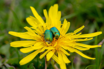 green leaf beetles 