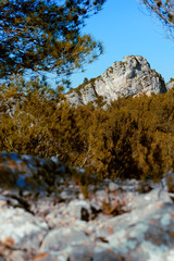 Provence, les Alpilles à travers les pins.