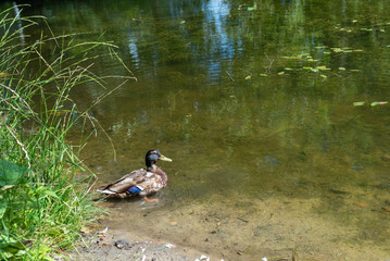 Duck drake swims on the edge of the pond. Selective focus.