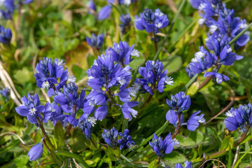 Milkwort