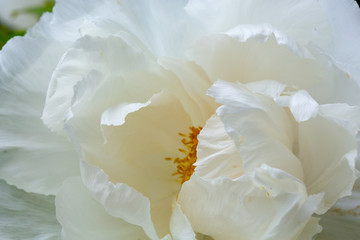 Fototapeta na wymiar Close up of Peony flower