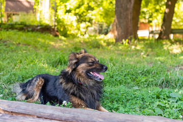 Shaggy dog is lying on the green grass on a sunny day. Soft focus.