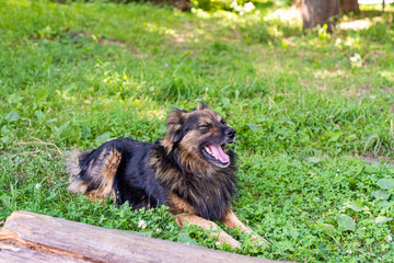 Shaggy dog is lying on the green grass on a sunny day. The dog is yawning. Soft focus.