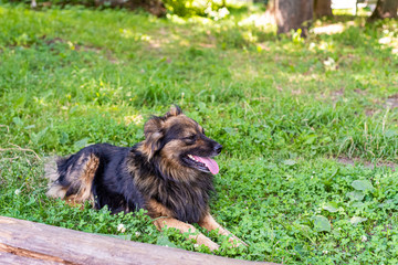 Shaggy dog is lying on the green grass on a sunny day. Soft focus.