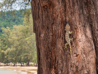 Gecko montant dans un arbre sur la plage