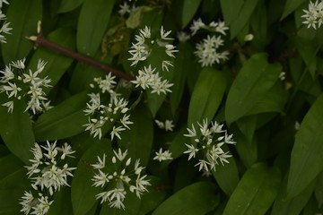 Star-shaped flowers