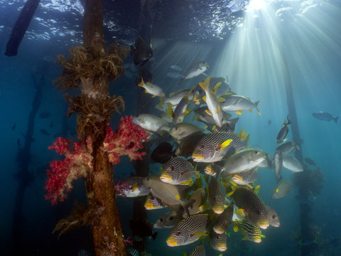 Oblique-Banded Sweetlips swimming under a jetty, Raya Ampat, West Papua, Indonesia