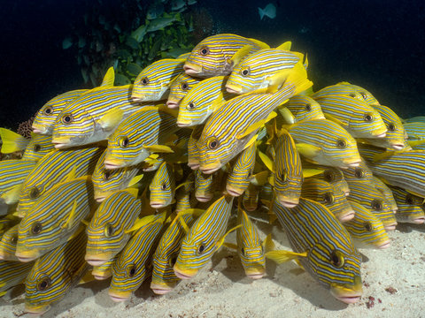 School of striped sweetlips fish, Raya Ampat, West Papua, Indonesia