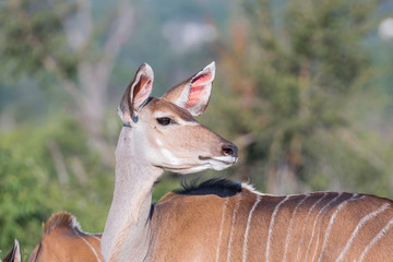 Greater kudu cow looking back with pointed ears