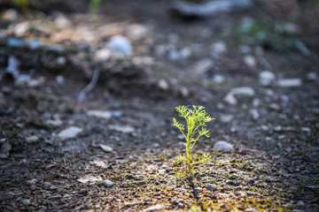 From a small plant grows a big tree