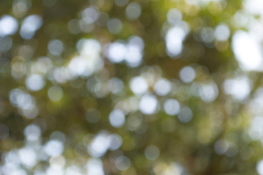 blur - blurred image of treetops - trees in forest