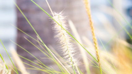 vintage background wild grass flowers, nature beautiful, toning design spring nature, sun plants