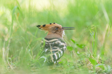 close up of hoopoe sleeping in green grass